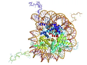 DNA Drucke: Zellkern-DNA-Nukleosom, molekulare Modellierung