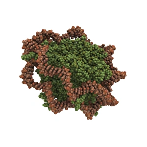 Deoxyribonucleic Acid Structure Drucke: DNA nucleosome molecule