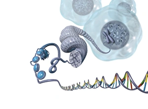 Double Helix Structure Drucke: DNA packaging, artwork