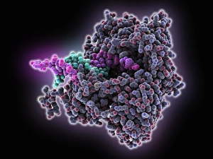 Molecular Model Of DNA Drucke: DNA polymerase with DNA C016 / 2684