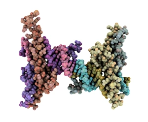 Deoxyribonucleic Acid Structure Drucke: DNA recognition, molecular model