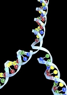 Double Helix Structure Drucke: DNA replication