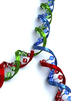 Double Helix Structure Drucke: DNA replication, artwork