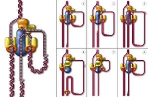 Deoxyribonucleic Acid Structure Drucke: DNA replication fork, artwork
