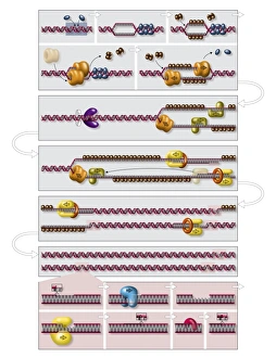 DNA Molecule Structure Drucke: DNA replication process, diagram