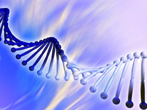 DNA Molecule Illustration Drucke: DNA strand, artwork