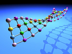 DNA Structure Drucke: DNA structure