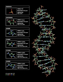 DNA Structure Drucke: DNA structure, artwork C017 / 7218