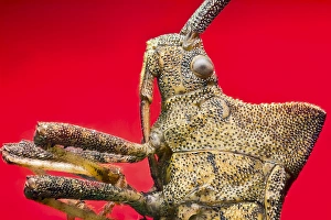 Coreus Marginatus Drucke: Dock bug C018 / 2474