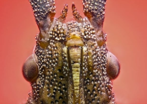 Coreus Marginatus Drucke: Dock bug head C018 / 2473