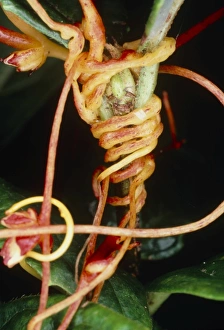Parasitic Plants Drucke: Dodder twining round host stem