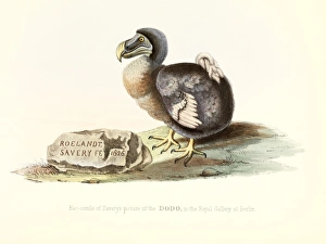 Dodo Bird Drucke: Dodo, 1848 artwork