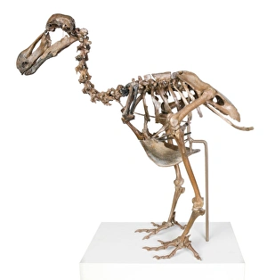 Raphus Cucullatus Drucke: Dodo skeleton C016 / 5550