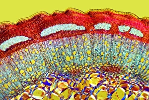 Polarised Light Microscopy Drucke: Dog rose stem, light micrograph