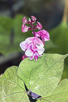 Vibrant Purple Blooms Drucke: Dolichos lablab Ruby Moon