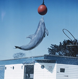 Delfin springt für Ball