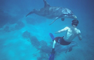 Tursiops Truncatus Behavior Drucke: Dolphin and swimmer