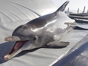Drucke von Die Dolphinarbeitung im Navy Marine Mammal Program in San Diego (USA). Eine Bottlenose-Delfinart (Tursiops truncatus) liegt auf einem Matratz Bilder Datiert 2007 Februar: Delfinarziehung