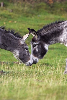 Animal Friendship Photos Drucke: Donkeys touching noses