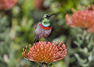 Protea Flower Drucke: Double-collared sunbird