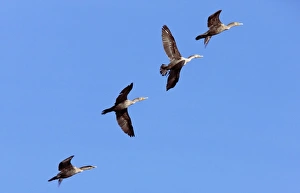 Drucke von Doppelgurttaucher (Phalacrocorax auritus), im Flug über Kalifornien, USA Bilder Datiert 2010 Mai: Zweikrümmige Korbmöwen