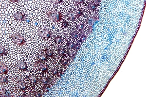 Drucke von Der Drachenbaumstamm. Lichtmikroskopische Aufnahme einer Schnitt durch den Stiel eines jungen Drachenbaums (Dracaena draco) Bilder Datiert 2011 Dezember: Dracaena draco-Stem, Lichtmikroskop