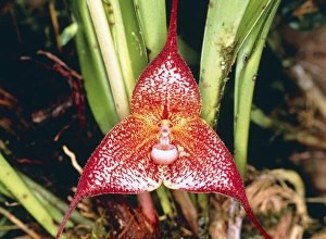 Bilder aus dem Jahr 1994: Draakula-Orchidee