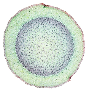 Vascular Bundle Structure Drucke: Dragon tree stem, light micrograph