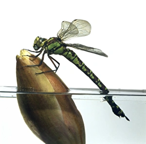 Dragonfly Species Identification Drucke: Dragonfly C016 / 6095