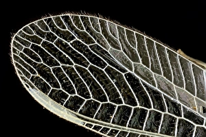 Light Micrograph Images Drucke: Dragonfly wing, light micrograph C014 / 4655