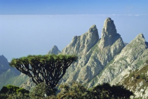 Drucke von Der Drachenblutbaum (Dracaena cinnabari) in den Haggier Bergen von Socotra, Jemen Bilder Datiert 2004 Februar: Drachenblutbaum