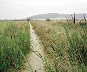 Somerset Levels Landscape Drucke: Drainage channel