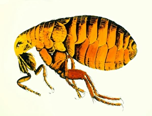 Bilder Datiert 12. November 2002: Zeichnung einer Floh durch Robert Hooke