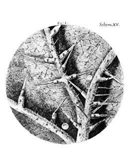 Historical Science Images Drucke: Drawing of nettle from Hookes Micrographia