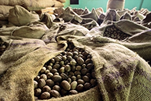 Myristica Fragrans Drucke: Dried nutmeg