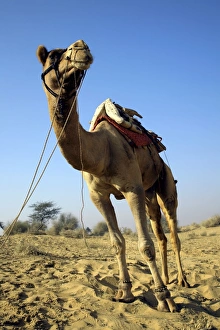 Wildlife Photography Rajasthan Drucke: Dromedary camel