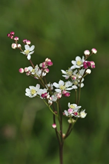 Summer Blooms UK Drucke: Dropwort flowers