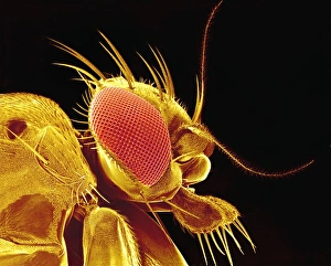 Fruit Fly SEM Drucke: Drosophila fly, SEM