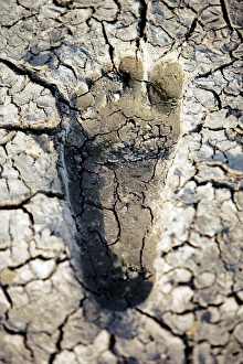 Drucke von Trockenheit, konzeptionelles Bild. Fußabdruck im trockenen geraden Ton, das Wasserknappheit und Trockenheit darstellt Bilder Datiert 2010 Juni: Trockenheit, Konzeptionalbild