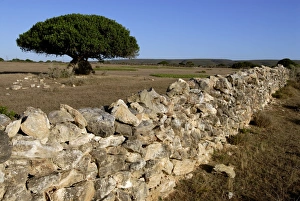 Dry Stone Wall Drucke: Dry stone wall