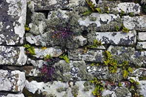 Ferns In Nature Drucke: Drystone wall with plants