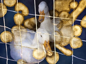 Drucke von Entweder Enten und Viren der Vogelfluthirien (Grün) wurden in einer Kombination aus Bildern dargestellt Bilder Datiert 2007 März: Enten und Viren des Vogelflussvirus