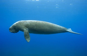 Bilder Datiert 19. September 2006: Dugong
