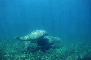 Herbivorous Mammals Drucke: Dugongs