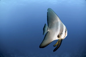 Bilder Datiert 23. Juni 2011: Dunkelrote Fledermausfisch