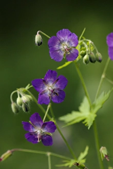 Mountain Flora Drucke: Dusky Cranesbill (Geranium phaeum)