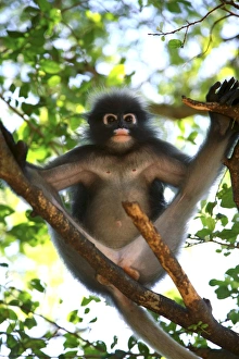 Thai Wildlife Photography Drucke: Dusky leaf-monkey