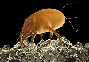 Dust Mite SEM Drucke: Dust mite, SEM
