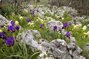 Drucke von Rötlicher Wollknabenblume (Iris lutescens), Blüht im felsigen Feld auf der Halbinsel Gargano, Italien Bilder Datiert 2010 Mai: Riesenbartige Iris (Iris lutescens)