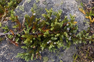 Common Juniper Berries Drucke: Dwarf common juniper (Juniperus communis)